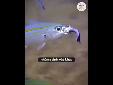 Loài Cá Có Công Việc Kỳ Lạ Nhất Thế Giới #xuhuongyoutube