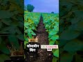 Soyabean सोयाबीन स्टेट्स Soyabin Status