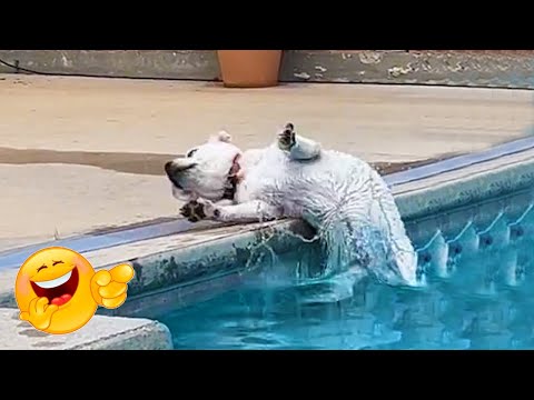 Je mourrais de rire pour ces vilains chiens.