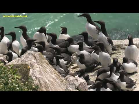 ARAO COMÚN | GUILLEMOT | Uria aalge