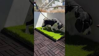 #doggros #dogmom #dogcoach #dogtraining #enrichment #dogtok #dogfood #animals #doglife #diggs