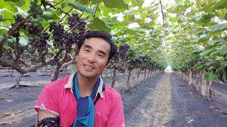 이럴 때 포도나무를 박피해야 합니다. Why and How to Peel Grapes