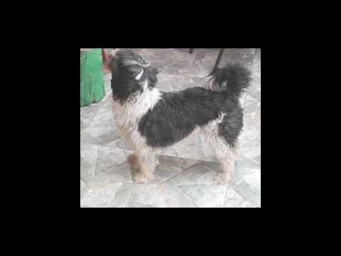 Albita la mejor perrita - 20 años de compañía 2023