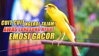 Download lagu Kenari Gacor Panjang Cuit Cuit Ngerol, PANCINGAN - MASTERAN Kenari PAUD Belajar Bunyi Pun NYAUT mp3 Download lagu Kenari Gacor Panjang Cuit Cuit Ngerol, PANCINGAN - MASTERAN Kenari PAUD Belajar Bunyi Pun NYAUT mp3