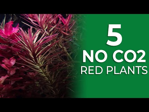 5 Red Plants that are EASY to grow with NO CO2 NEEDED