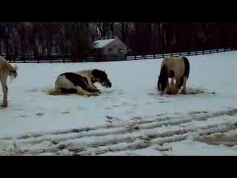 Gypsy Horses Playing in New Snow