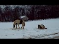 Gypsy Vanner lovak - Játék az első hóban