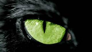 Space Cat - Space Cats