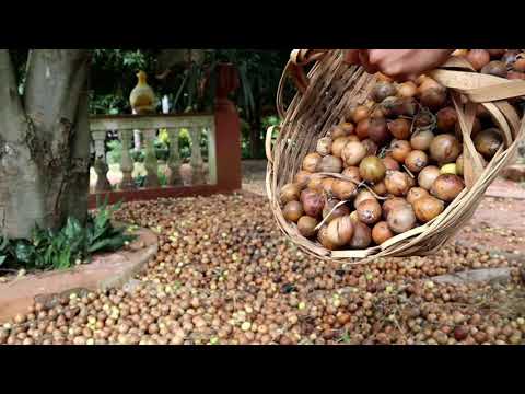 Mbokaja - la nuez de Paraguay | Mbokaja - Nuss aus Paraguay