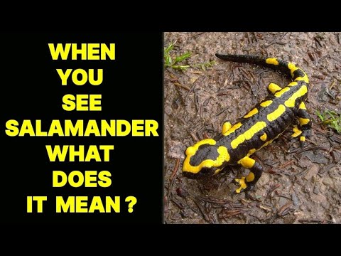 WHEN YOU SEE A SALAMANDER WHAT DOES IT MEAN ?