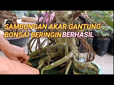 Membuka Pengikat Sambungan Akar Gantung Bonsai Baringin