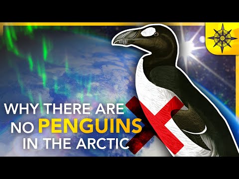 image-Are there penguins in hot places?