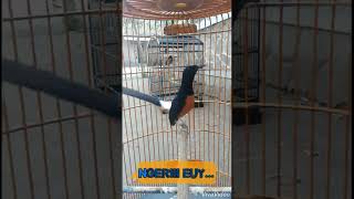 Download lagu murai mewah isian cililin sambung kapas tembak mp3