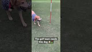 Download lagu Real life Air Bud 🔥😱 #shorts mp3