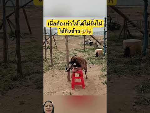 ฝึกความแข็งแกร่ง #dog #greenscreen #youtubeshorts #pets #funny #shortvideo #funnyvideo #love