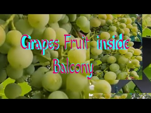 , title : 'grapes grow in balcony look how so healthy and fruitful'