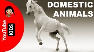 Learn Domestic Animals Names and Sounds with Actual Pictures - YouTube Kids