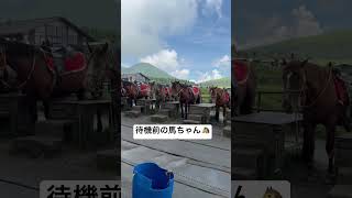 【熊本】今にも駆け出しそうな馬子たち #movie #shorts #animals #viralvideo #travel #nature #田舎暮らし #旅行