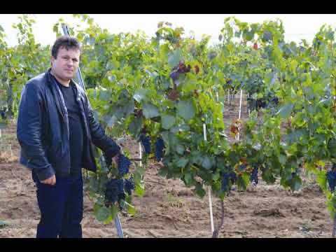 Prezentare Crama Dobra - Pogany Wine