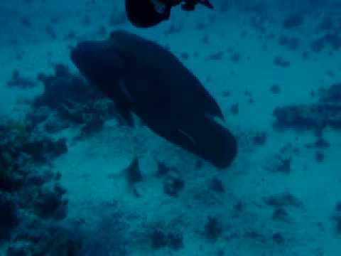 St. Johns, St. John´s Reef,Ägypten