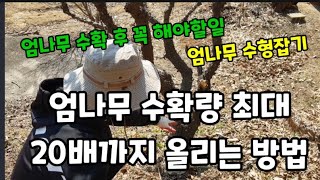 엄나무 수확량 5배10배20배 올리는 방법과 수형잡기! #엄나무키우기 #엄나무재배 #엄나무가지치기 #엄나무수…