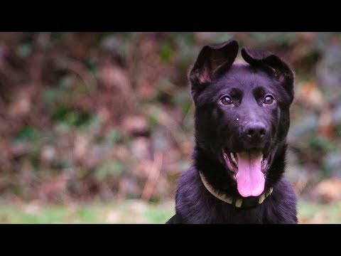 Jasko von der Schillerstraße - first protection