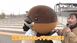 2026/3/25放送・知ったかぶりカイツブリにゅーす