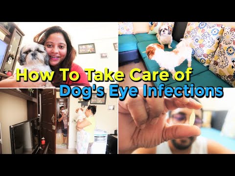 How To Take Care of Dog's Eye Infections | My Puppy Visits New Vet | Eye Infection in Dogs Video