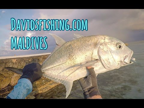 download lagu mp3 mp4 Diy Fly Fishing Maldives, download lagu Diy Fly Fishing Maldives gratis, unduh video klip Diy Fly Fishing Maldives