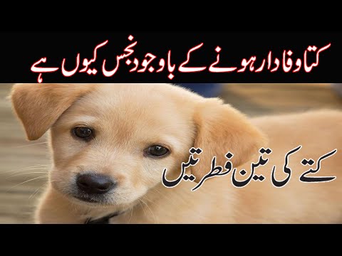 Kuty ki 3 adat | Dog Three Habits | Dog story | Kuta | Kutta | Three Qualities of Dog | कुत्ता | کتا