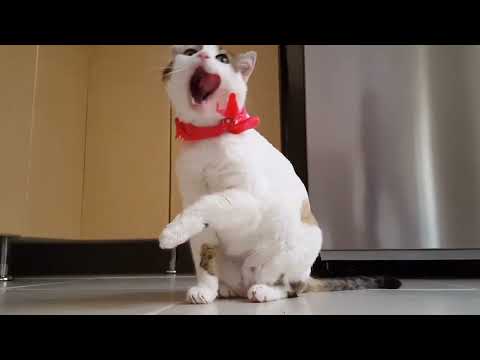 Baby cats-Cute and Funny Cat videos Compilation #1 | Animals Kingdom