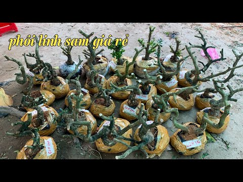 Cheap Linh Sam and Cotton Trang embryos for sale on 7/5 Ngoc Son shop