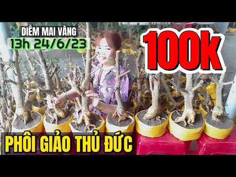 24/6 🔴 Cô chủ dễ thương Diễm Phương mai vàng xả phôi mai rẻ giảo Thủ Đức bonsai đế nôm đẹp Chợ Gạo