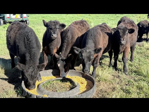 Raising Countryside in Country Life