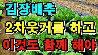 김장배추 가을장마로 죽어갈때 2차웃거름 주는방법, 김장배추 무름병과 병충해 예방