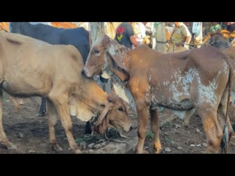 Nueva Guadalupe,San Miguel,El Salvador,miércoles 22 de julio 2026