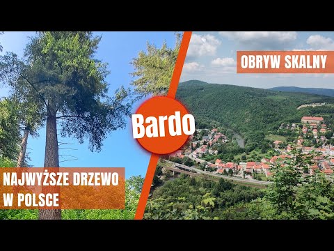 Najwyższe drzewo w Polsce - Daglezja "Helena" | Góry Bardzkie