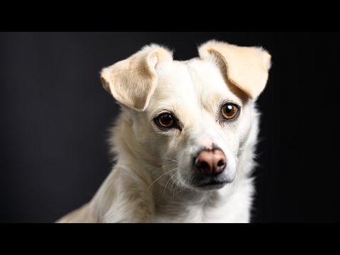 Hundefotografie mit Blitz – Portraits im Heimstudio