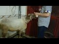 Dumba Eid 2021