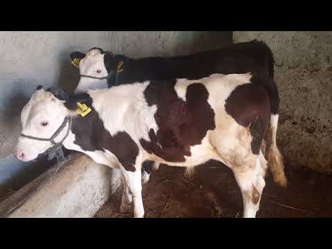 , title : 'Buzağılarda Ciğer Enfeksiyonları nedenleri? (respiratory tract infection in cattle )'