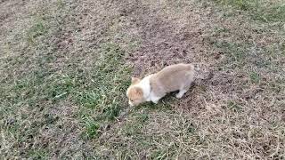 Video preview image #1 Pembroke Welsh Corgi Puppy For Sale in CLARK, MO, USA