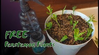 How to Take Summer Cuttings | Free Penstemon Plants!