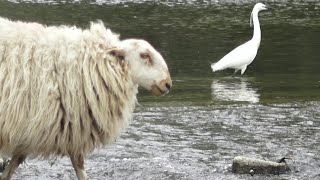 How do Egrets get to sleep? - counting sheep!