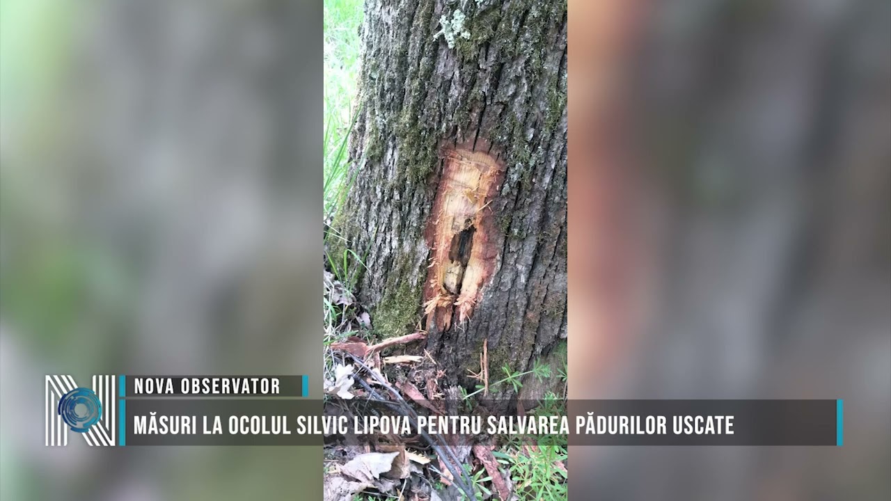 Măsuri la Ocolul Silvic Lipova pentru salvarea pădurilor uscate