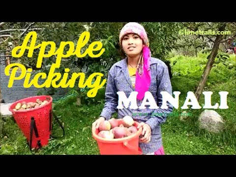 download lagu mp3 mp4 Apple Orchards In India, download lagu Apple Orchards In India gratis, unduh video klip Apple Orchards In India