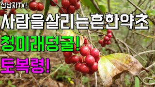 사람을 살리는 약초 청미래덩굴(명감,망개) 토복령!  채취에서 사용법까지 알아보자! 자연 건강 항암 약초 산…
