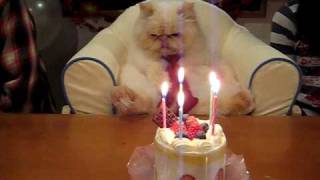 День рождения у кота