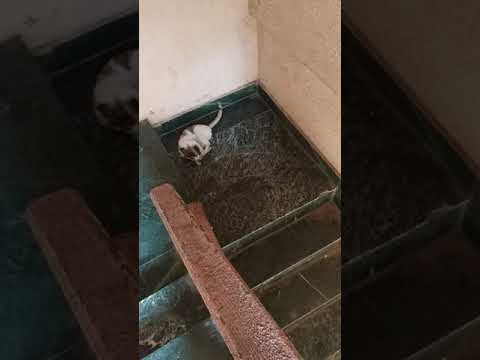 Tom and Gerry.... 😊😊