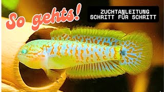 BREEDING PASTEL GOBY I Instructions step by step