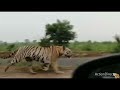 Nizamabad Tiger Telangana Tiger Pedda Puli Halchal